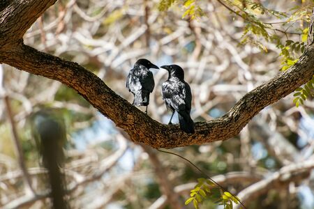 Australian ravens outside in nature in the daytime.の写真素材