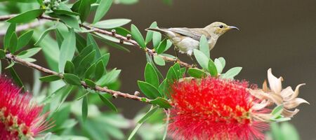 Australian Brown Honeyeater Bird resting on a bottlebrush tree.の写真素材