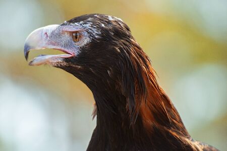 Wedge-tailed Eagle out in nature during the day