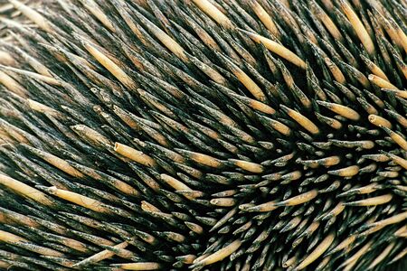 Closeup of many echidna spines, also known as a spiny anteater.