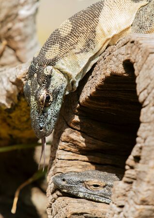 Australian lace monitors out in nature during the day.
