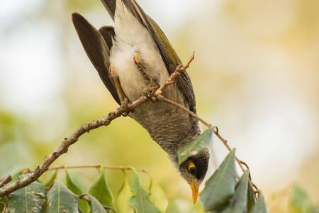 Noisy miner bird outside amongst nature during the dayの写真素材