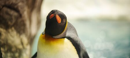 Close up of an adult king penguin