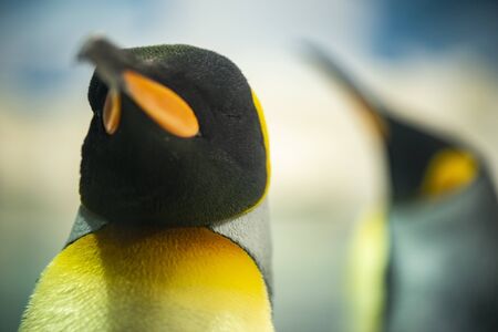 Close up of an adult king penguin