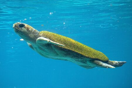 Hybrid green and loggerhead sea turtle swimmingの写真素材