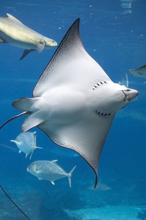 Close up of a White-spotted eagle ray swimming in the water