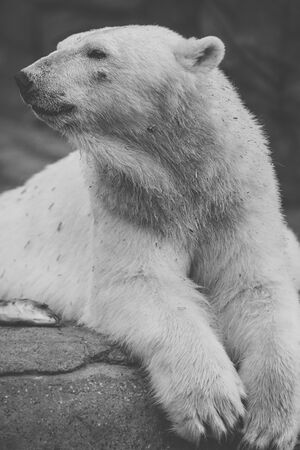 Large polar bear out in nature during the day time.の写真素材