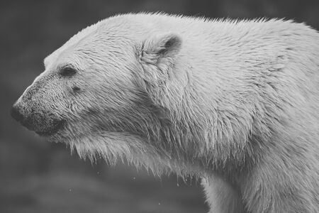 Large polar bear out in nature during the day time.の写真素材