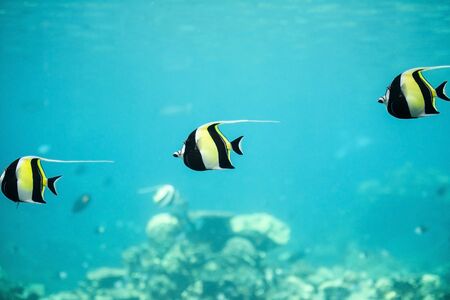 Moorish Idol fish swimming in the blue waterの写真素材