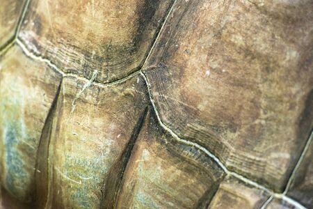 Closeup detailed texture of a Aldabra Giant Tortoiseの写真素材