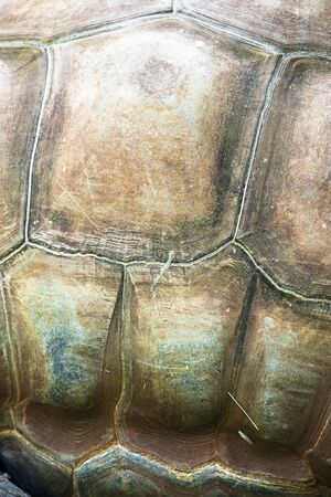 Closeup detailed texture of a Aldabra Giant Tortoiseの写真素材