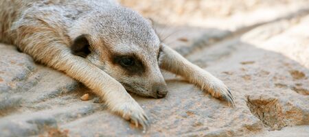 Adorable meerkat outside in nature during the day.の写真素材