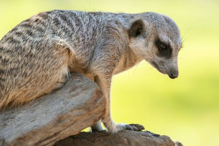 Adorable meerkat outside in nature during the day.の写真素材