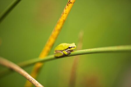 Close up of a Wallum sedge frog also known as a Olongburra frog.の写真素材
