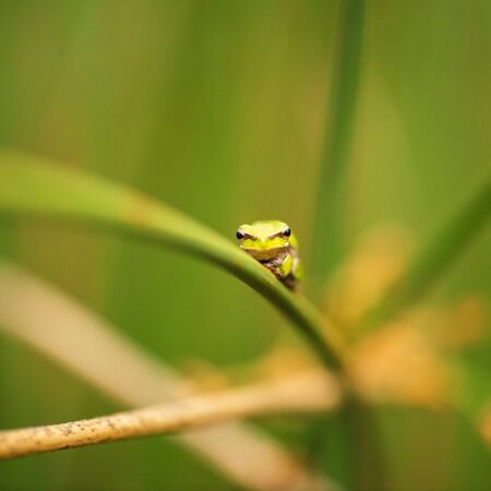 Close up of a Wallum sedge frog also known as a Olongburra frog.