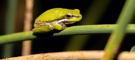 Close up of a Wallum sedge frog also known as a Olongburra frog.の写真素材