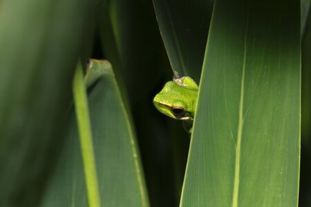 Close up of a Wallum sedge frog also known as a Olongburra frog.の写真素材