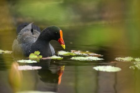 Purple Swamphen waterbird outdoors in the afternoon.の写真素材