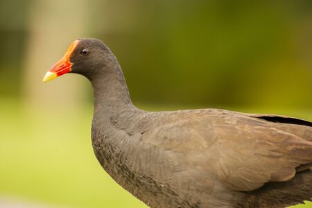 Purple Swamphen waterbird outdoors in the afternoon.