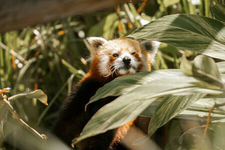 Red Panda in nature during the daytimeの写真素材