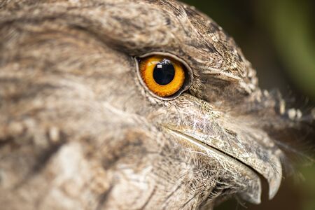 Detailed close up of a Tawny Frogmouthの写真素材
