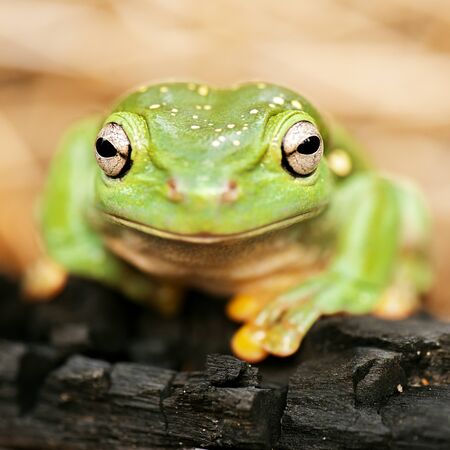 Detailed closeup of a Magnificent Tree Frog. Scientific name is Litoria splendida.