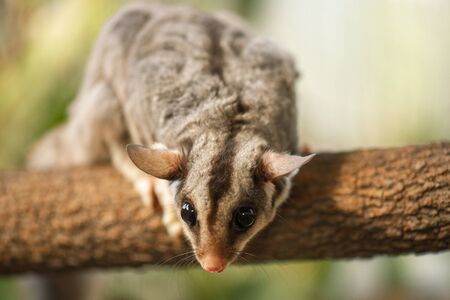 Detailed closeup of a Squirrel Glider.の写真素材