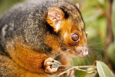 Detailed closeup of an Australian Ringtail Possumの写真素材