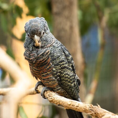 The gang-gang cockatoo is found in the cooler and wetter forests and woodlands of Australia. The...