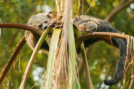 Binturong, also known as bearcat out in nature.の写真素材