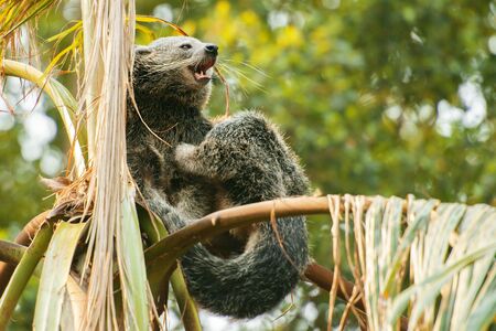 Binturong, also known as bearcat out in nature.の写真素材
