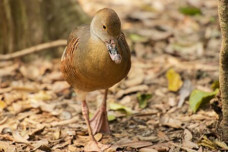 Plumed whistling duck, scientific name is Dendrocygna eytoni.の写真素材