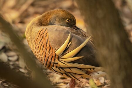 Plumed whistling duck, scientific name is Dendrocygna eytoni.