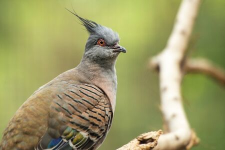 Crested pigeon, scientific name is Ocyphaps lophotes.