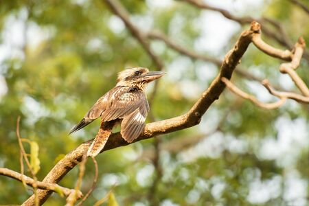 Laughing Kookaburra also known as Dacelo novaeguineae.の写真素材