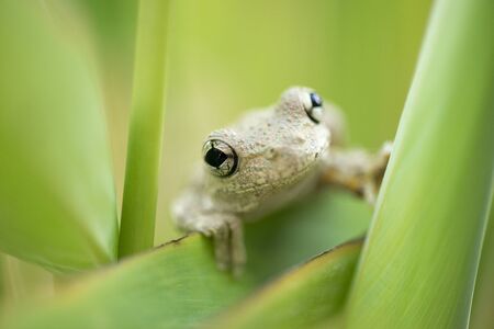 Emerald-spotted Tree Frog also known as Litoria peronii.の写真素材
