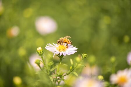 European honey bee also known as Apis mellifera.の写真素材