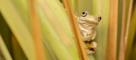 Emerald-spotted Tree Frog also known as Litoria peronii.