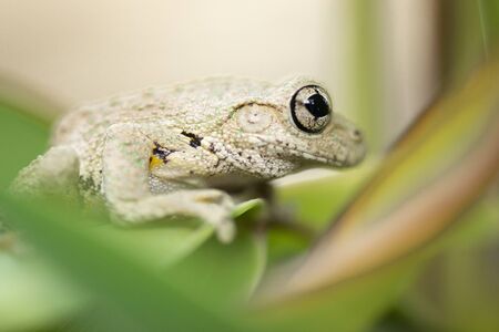 Emerald-spotted Tree Frog also known as Litoria peronii.