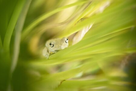 Emerald-spotted Tree Frog also known as Litoria peronii.の写真素材