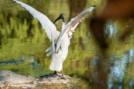 Australian White ibis also known as Threskiornis Moluccus.
