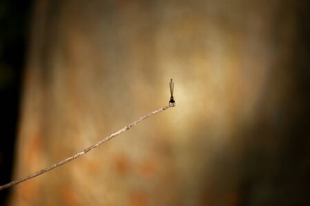 Orange threadtail damselfly also known as Nososticta solida.の写真素材