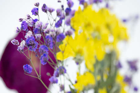 Closeup of beautiful vibrant assorted pressed flowersの写真素材