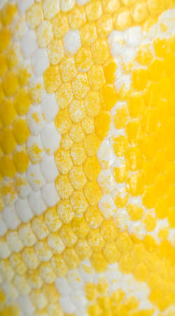 Burmese python is one of the largest species of snakes. It is native to a large area of Southeast...