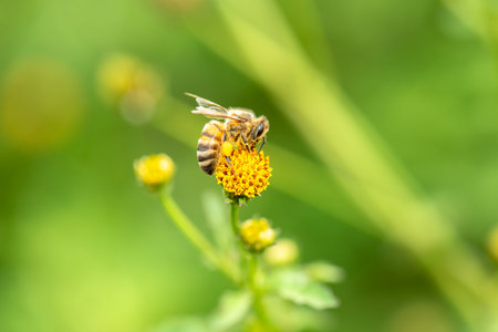 European honey bee also known as Apis mellifera.の写真素材