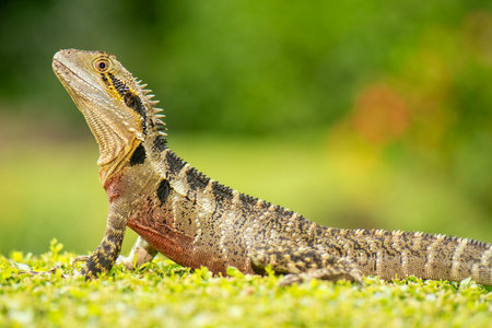 The Australian water dragon, which includes the eastern water dragon and the Gippsland water dragon...