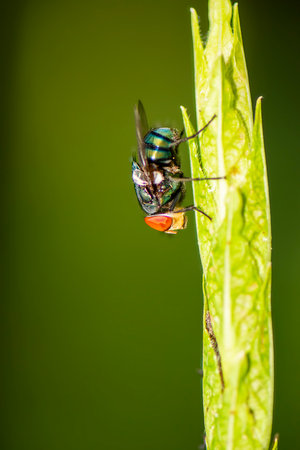 Musca Domestica Linnaeus, better known as the housefly is a fly of the suborder Cyclorrhapha with a...