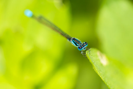 Common Marsh Damselfly with the scientific name of Homeoura chelifera. The damselflies are flying insects of the suborder Zygoptera in the order Odonata.の写真素材