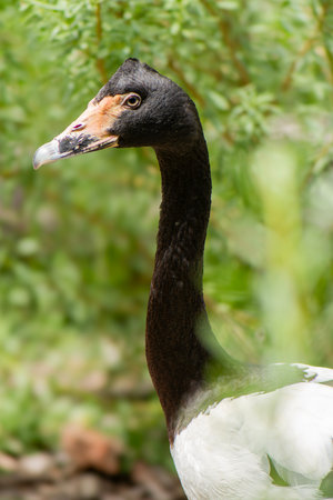 Magpie goose is the sole living representative species of the family Anseranatidae. This common waterbird is found in northern Australia and southern New Guinea.の写真素材