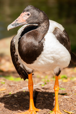 Magpie goose is the sole living representative species of the family Anseranatidae. This common waterbird is found in northern Australia and southern New Guinea.の写真素材